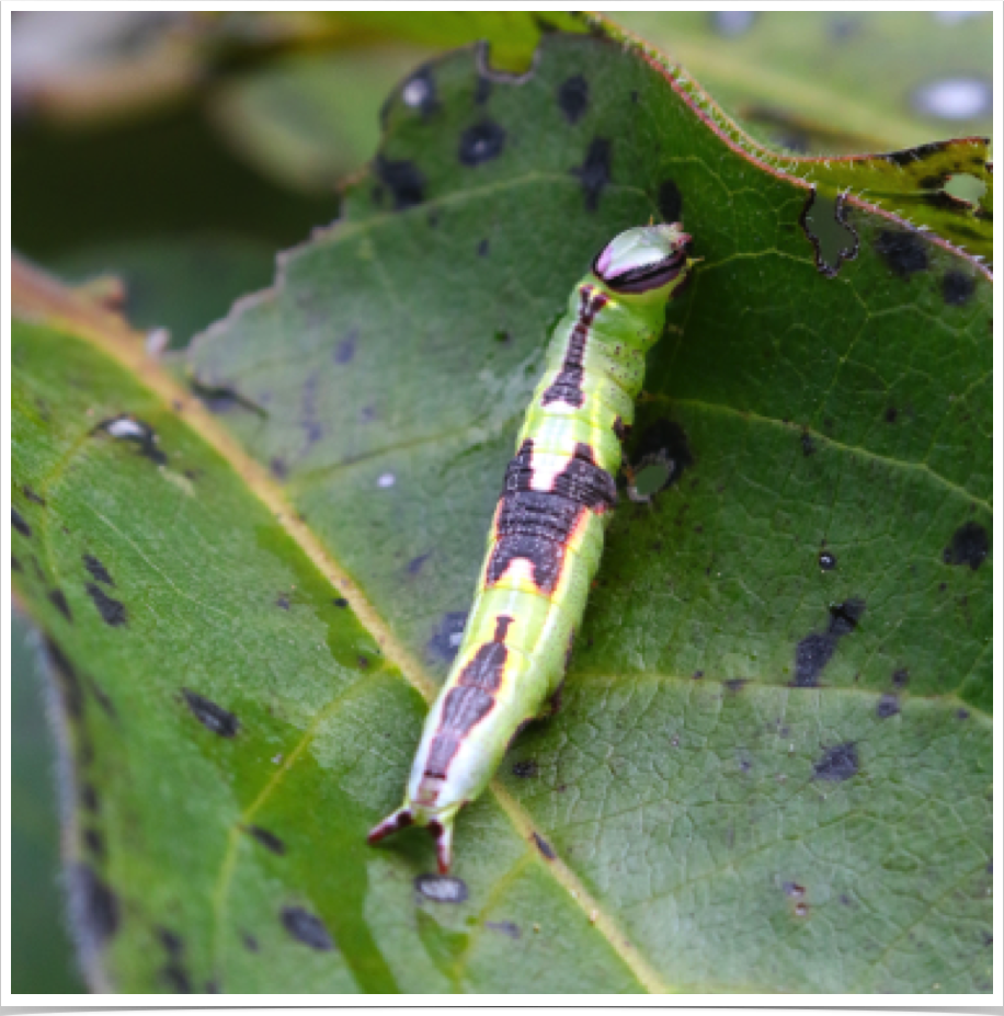 Saddled Prominent on Persimmon
Heterocampa guttivitta
Perry County, Alabama